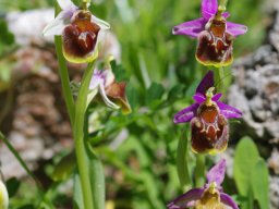 Ophrys_heterochila_Mont_Prophitis_Elias_1